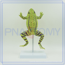 PNT-0820 school equipment enlarged educational frogs model